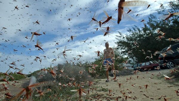 「環境のハルマゲドン」は始まっている　昆虫激減が人類に警告 - Sputnik 日本