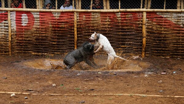 インドネシアでイノシシと犬のブラッド・スポーツ　命を賭けた闘い - Sputnik 日本