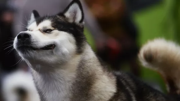 犬 - Sputnik 日本