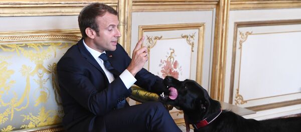 マクロン大統領の犬 マクロン大統領の犬 - Sputnik 日本