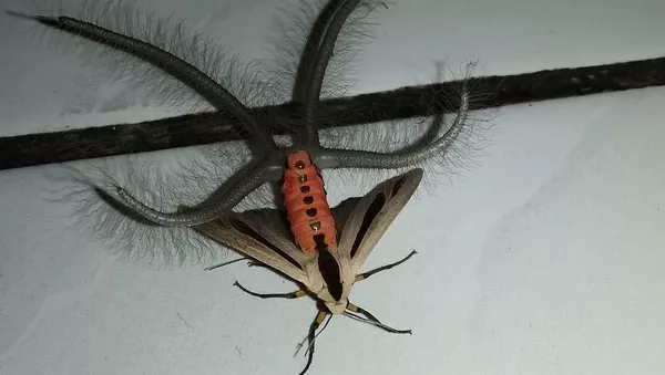 Creatonotos Gangis - Sputnik 日本