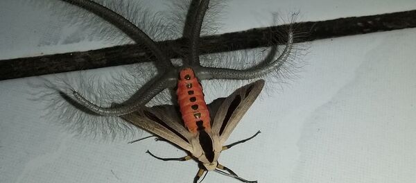Creatonotos Gangis - Sputnik 日本