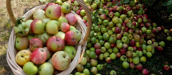 リンゴ - Sputnik 日本