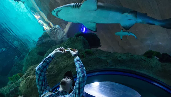 水族館【アーカイブ写真】 - Sputnik 日本