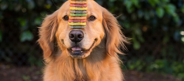 実験結果：犬は視線で人間の気を引く - Sputnik 日本