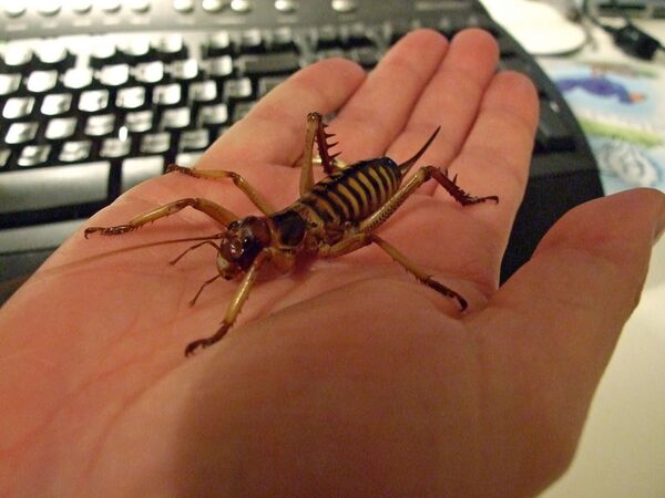 ウェタ ウェタ - Sputnik 日本