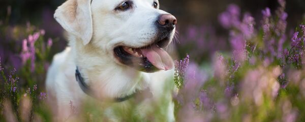 犬 - Sputnik 日本