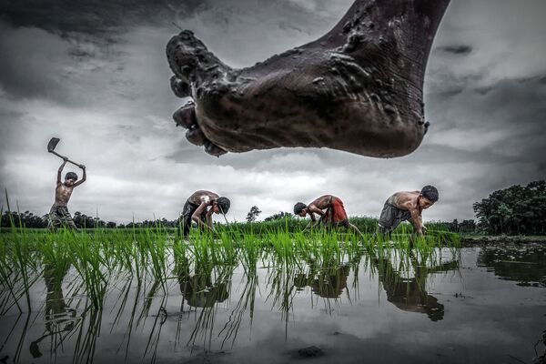 Sujan Sarkar氏の作品「米栽培」（Paddy cultivation）。農業のすべてが水を確保できるかどうかに非常に大きく依存しているインドの水田で撮影された。 - Sputnik 日本