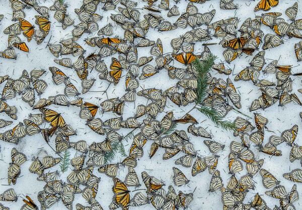 Jaime Rojo氏の作品「雪の上のオオカバマダラ蝶」（Monarchs in the Snow）。2016年3月、異常な猛吹雪がメキシコ中央部の山岳地帯を襲い、アメリカとカナダへ戻る準備をしていた数百万の蝶が死亡した。 - Sputnik 日本