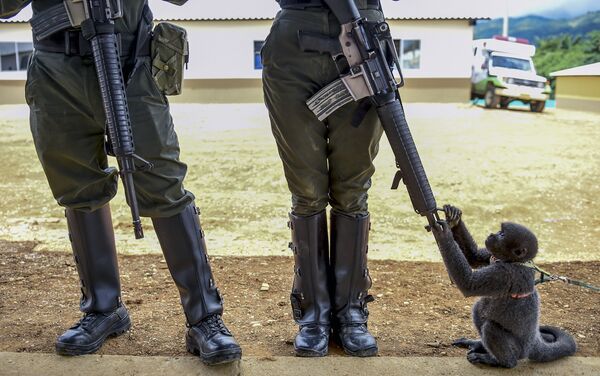 コロンビアで女性警官のライフル銃で遊ぶ猿 - Sputnik 日本
