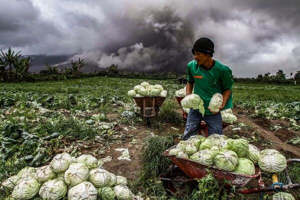 インドネシア・シナブン火山噴火中にキャベツを集める農家 - Sputnik 日本