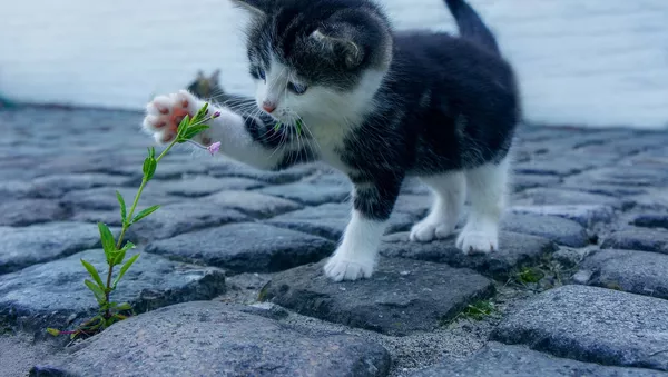 猫は子どもの喘息を予防する - Sputnik 日本