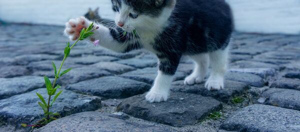 猫は子どもの喘息を予防する - Sputnik 日本
