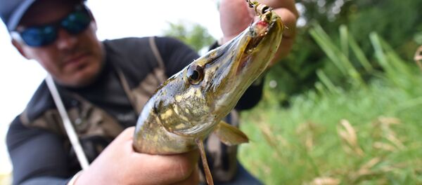 ロシア、漁業規則の変更を計画 - Sputnik 日本