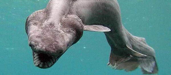 ラブカ ラブカ - Sputnik 日本