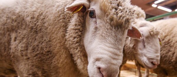 羊たちが写真でオバマ前大統領やエマ・ワトソンを見分けた【動画】 羊たちが写真でオバマ前大統領やエマ・ワトソンを見分けた【動画】 - Sputnik 日本