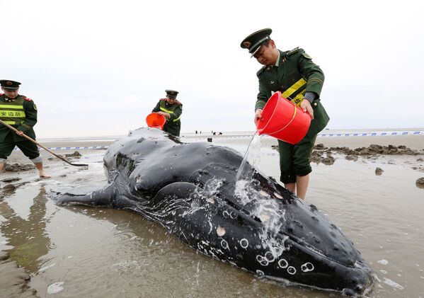 中国の警察官らが岸に打ち上げられた鯨に水をかけている、江蘇省、啓東市 - Sputnik 日本