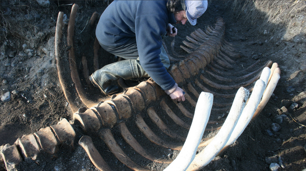 ステラーカイギュウの骨格 - Sputnik 日本