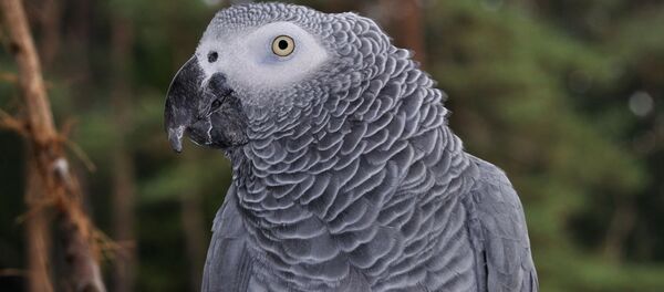 オウム オウム - Sputnik 日本