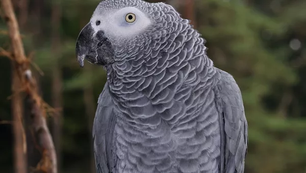 英動物園が「悪癖」からオウムたちを非公開に　罵詈雑言を上手に習得