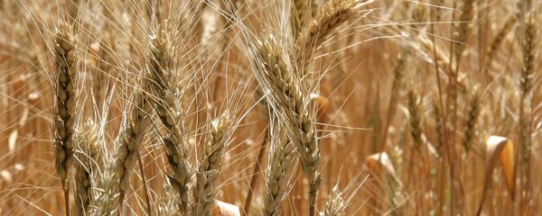 穀物 穀物 - Sputnik 日本