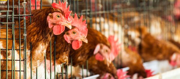 鳥 - Sputnik 日本