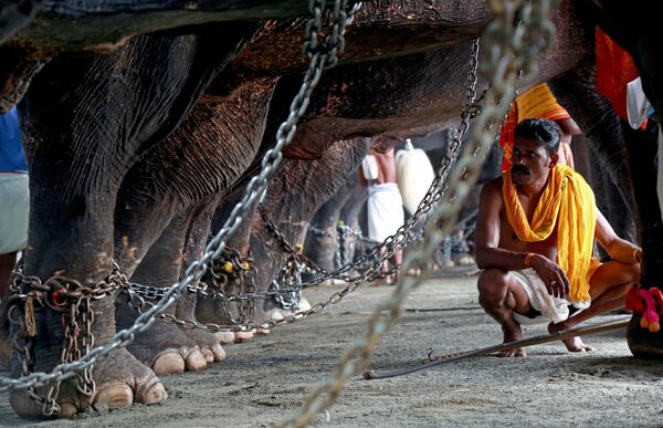 インドの毎年恒例の祭り「Vrischikolsavam」でゾウを守る象使い - Sputnik 日本