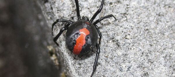 毒蜘蛛 毒蜘蛛 - Sputnik 日本