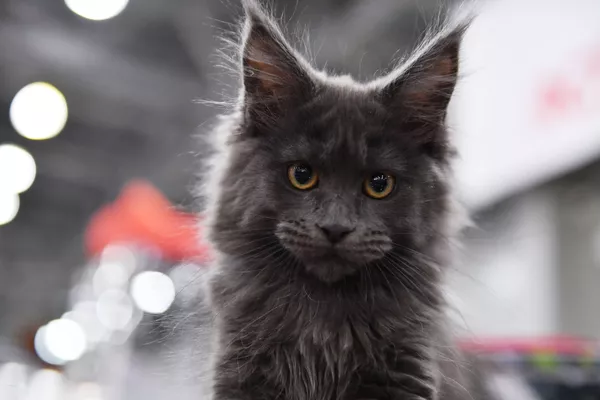 2019年ロシアで最も人気だった猫の品種は？