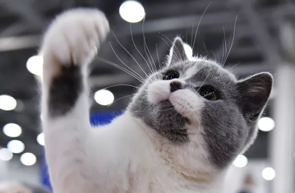2019年ロシアで最も人気だった猫の品種は？