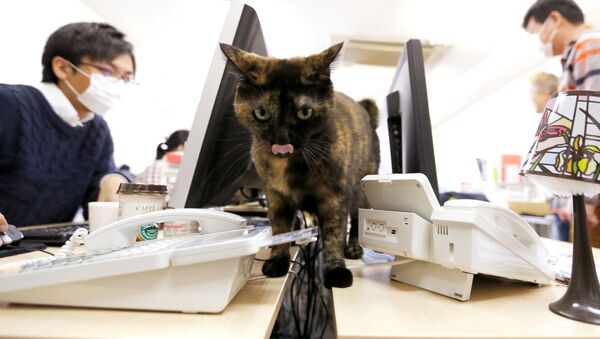 オフィスで猫 - Sputnik 日本