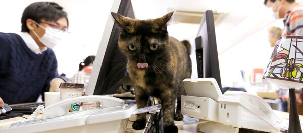 オフィスで猫 オフィスで猫 - Sputnik 日本