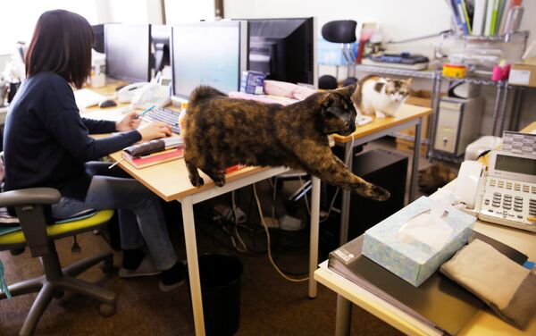 オフィスで猫 - Sputnik 日本
