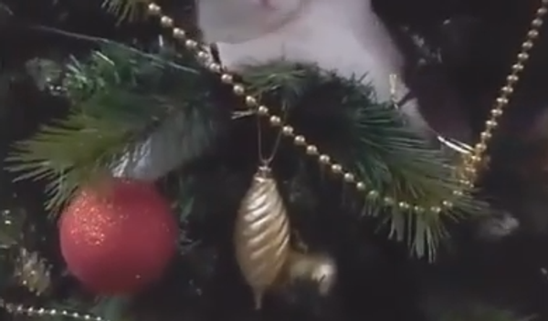 猫たちはクリスマスツリーが大好き！ - Sputnik 日本
