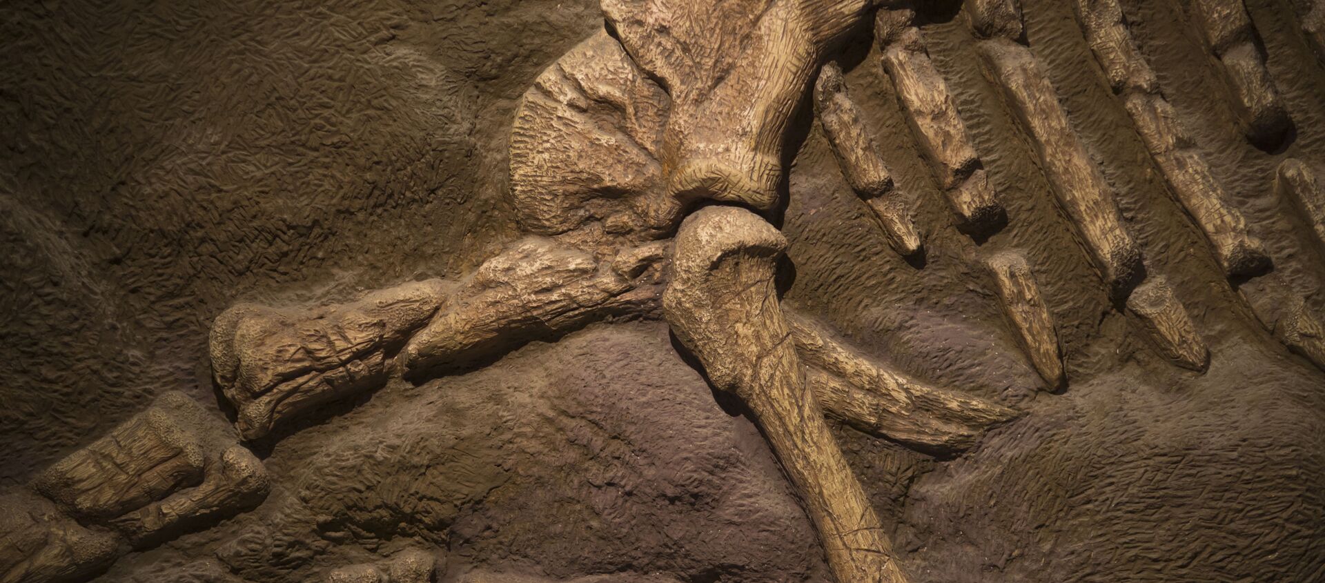 恐竜の化石（アーカイブ） - Sputnik 日本, 1920, 14.05.2021