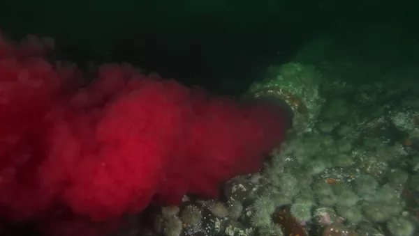 太平洋で「血のような液体が流れ出ている」極めて危険なパイプが見つかる【動画】 - Sputnik 日本