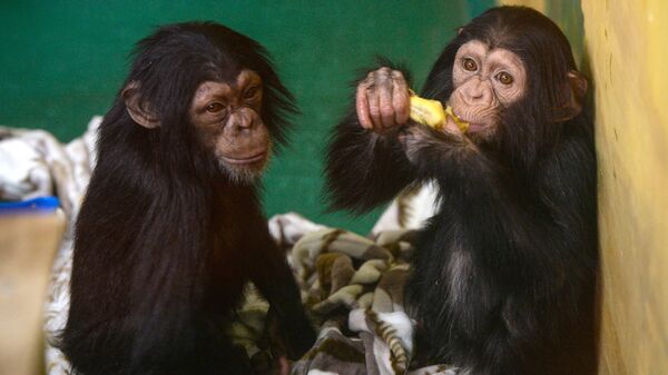 チンパンジー - Sputnik 日本