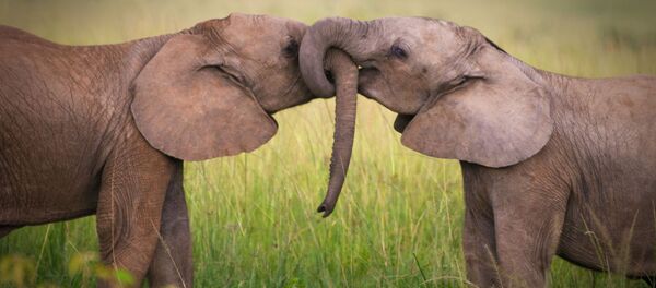 ガンから命を守る「ゾンビ」遺伝子が発見 - Sputnik 日本