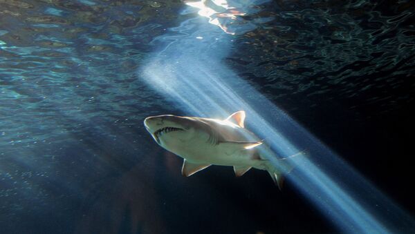 「危険でない」はずのサメが海水浴客を攻撃 - Sputnik 日本