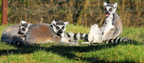 キツネザルに絶滅の危機　食肉用の密猟など原因 - Sputnik 日本