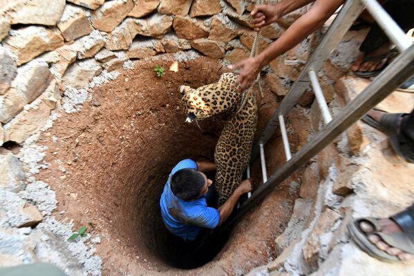 インド北東部グワハティ近郊で、井戸に落ちた雌のヒョウを救出する人々 - Sputnik 日本