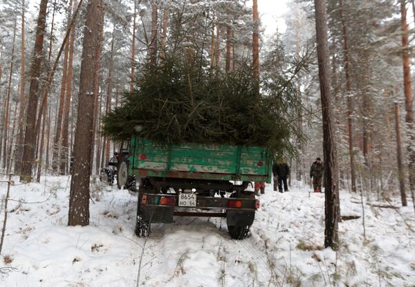 ロシア・シベリアのノボシビルスク州で新年の祝日に向けて販売される予定のヨールカ（クリスマスツリー） - Sputnik 日本