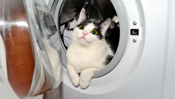 ネコが洗濯機で（アーカイブ） - Sputnik 日本