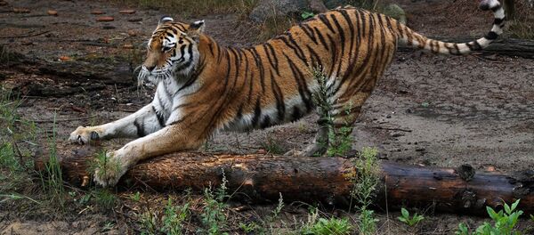 トラ - Sputnik 日本