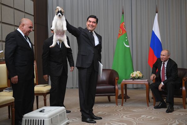 ロシアのプーチン大統領に牧羊犬「アラバイ」の子犬を贈るトルクメニスタンのベルドイムハメドフ大統領 - Sputnik 日本