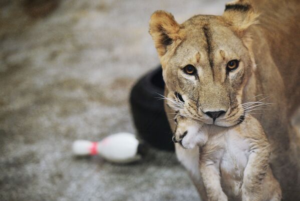 ロシア中央部エカテリンブルクの動物園で９月３０日に生まれた３頭の子供のうち１頭をくわえるアフリカライオンの「エマ」 - Sputnik 日本