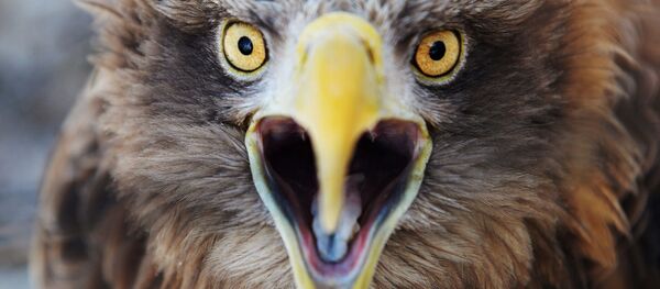 オジロワシ 【アーカイブ写真】 オジロワシ 【アーカイブ写真】 - Sputnik 日本