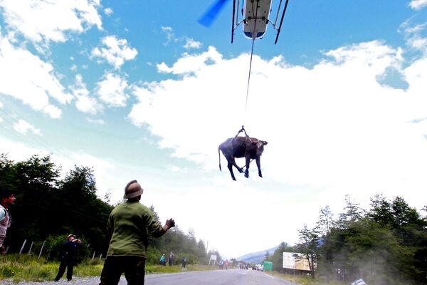 土砂崩れが発生したチリのビラ・サンタ・ルシアからヘリコプターで運ばれる牛 - Sputnik 日本