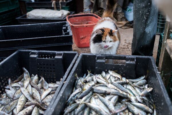 かごのなかは魚でいっぱい　黒海沿岸のセヴァストポリ - Sputnik 日本