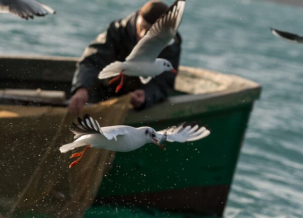 黒海セヴァストポリの岸辺で海釣りに興じる釣り人 - Sputnik 日本